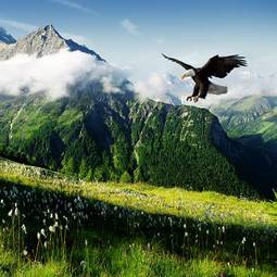 Plakat europa szwajcaria pejzaż ptak szczyt