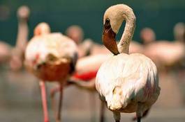 Plakat flamingo bezdroża pejzaż fauna
