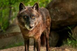 Plakat zwierzę ssak natura canis