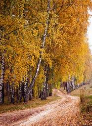 Naklejka piękny natura park brzoza ścieżka