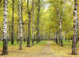 Fototapeta drzewa park natura trawa jesień