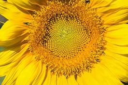 Plakat kwitnący słonecznik lato roślina spirala