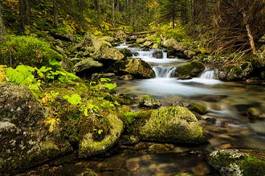 Plakat widok tatry las