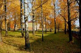 Naklejka natura park las trawa