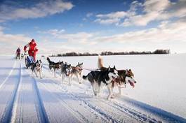 Obraz na płótnie lód śnieg wyścig pies ruch