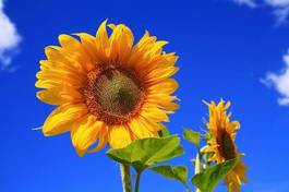 Plakat słonecznik błękitne niebo lato żółty
