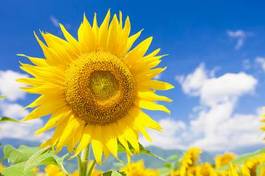 Plakat kwiat lato słonecznik błękitne niebo