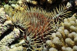 Naklejka morze rafa indonezja rozgwiazda malediwy