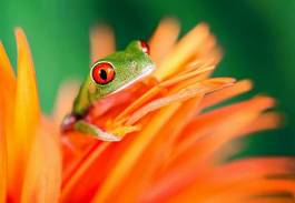 Plakat gad natura żaba oko