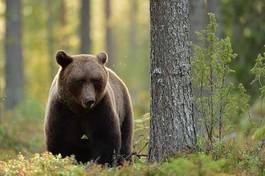 Fototapeta bezdroża niedźwiedź natura dziki