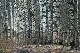 Plakat wiejski spokojny brzoza natura pejzaż