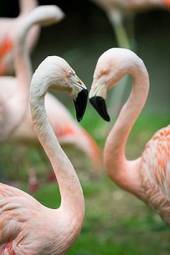 Fotoroleta flamingo serce para oko ptak