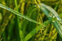 Fotoroleta lato roślina woda natura