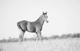 Obraz na płótnie lato kucyk koń źrebak piękny