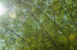 Plakat bambus świeży wschód azja natura
