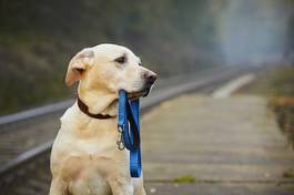 Naklejka ładny pies peron labrador