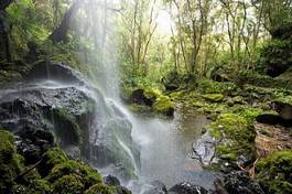 Obraz na płótnie natura spokojny roślina