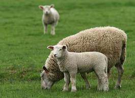 Naklejka natura owca trawa