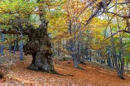 Fototapeta natura las jesień