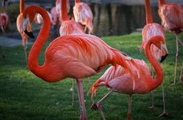 Fotoroleta europa zwierzę wieś flamingo natura