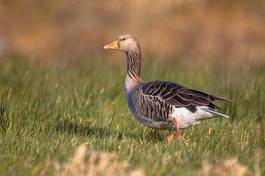 Fotoroleta gęś fauna trawa piękny ptak