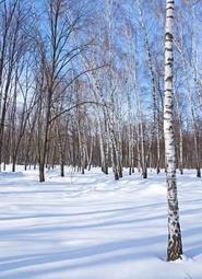 Plakat park las śnieg natura