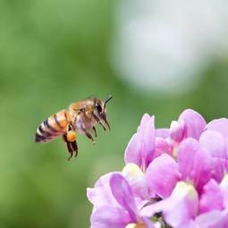 Fotoroleta pyłek natura ogród lato świeży