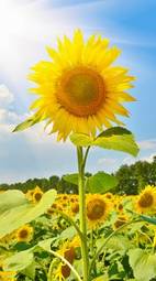 Plakat kwiat pejzaż słonecznik pole wysoki