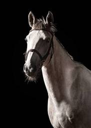 Plakat piękny portret koń zwierzę