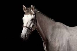 Plakat jeździectwo ogier rasowy piękny koń