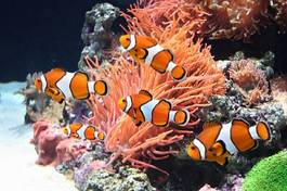 Naklejka zwierzę rafa koral tropikalny morze