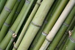 Plakat azjatycki las bambus tropikalny