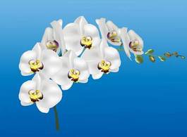 Plakat natura kwiat roślina storczyk