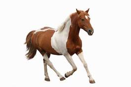 Obraz na płótnie zwierzę mustang piękny koń