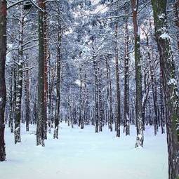 Fototapeta zabawa drzewa natura las