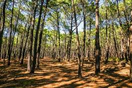 Obraz na płótnie natura krajobraz roślina sosna