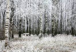 Naklejka śnieg rosja jesień