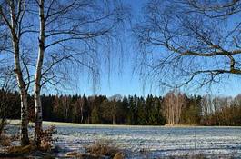 Fototapeta pole ładny natura