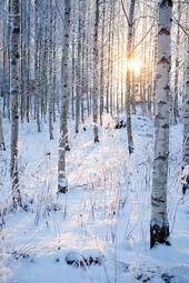 Naklejka las widok natura