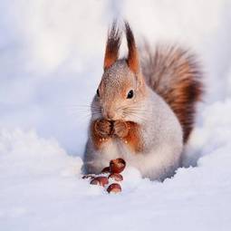 Plakat wiewiórka śnieg zwierzę