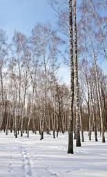 Fototapeta roślina słońce panorama drzewa park