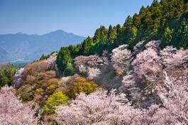 Obraz na płótnie stok wiśnia pejzaż japonia wiejski