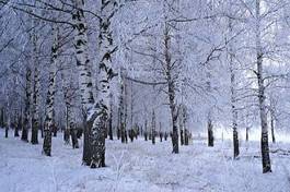 Naklejka park śnieg niebo brzoza