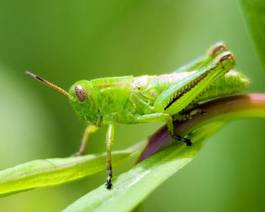 Fototapeta natura zwierzę zbliżenie szarańcza dzikość