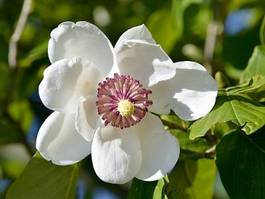 Naklejka kwiat roślina magnolia kwitnący