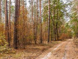 Naklejka lato park brzoza droga sosna