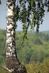 Plakat park pejzaż las natura roślina