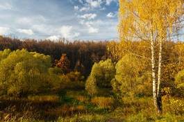 Plakat jesień dąb natura