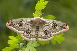 Obraz na płótnie dziki moda fauna lato