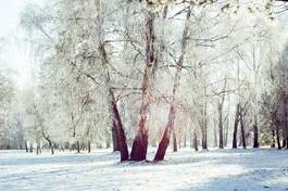 Naklejka retro brzoza las świerk śnieg